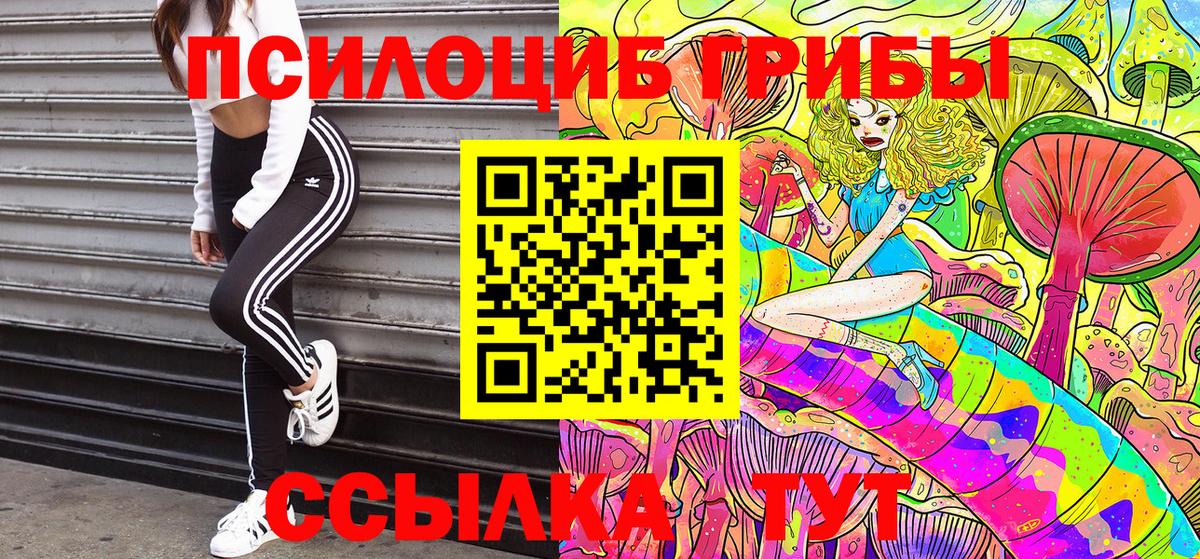 Галлюциногенные грибы Psilocybe Горно-Алтайск